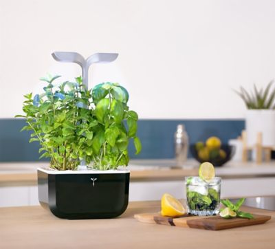VERITABLE Jardin d'int&eacute;rieur  Exky Smart Soft black /4 lingots/1 livre
