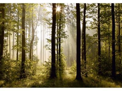 AG ART Morning forest, photo murale, 360x254 cm, 4 parts