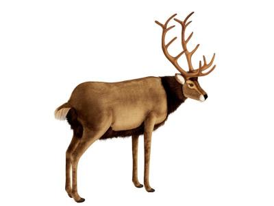 HANSA  peluche geante cerf 120 cm h et 100 cm l 3366