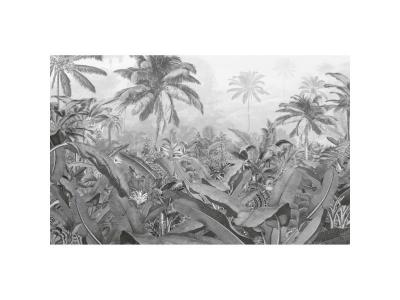 KOMAR Papier peint photo Amazonia Noir et blanc 400x250 cm  Multicolore
