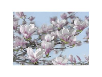  Komar Photo murale Magnolia 368 x 254 cm 8-738