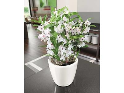 LECHUZA  Jardini&egrave;re Classico 43 LS ALL-IN-ONE Blanc brillant 16080