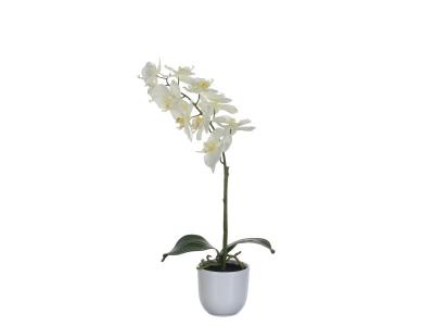Plante Phalaenopsis Orchid&eacute;e Vert Blanc Hauteur 60cm