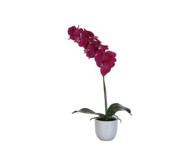 Plante Phalaenopsis Orchid&eacute;e Vert Violet Hauteur 60cm