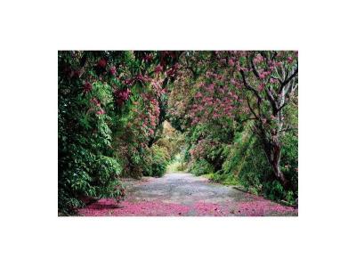 KOMAR Wicklow Park Photo Murale - 368 X 254 Cm - Enfants