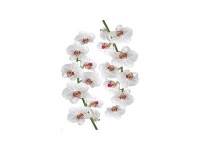 PLAGE  sticker d&eacute;co - orchid&eacute;e1 planche 48 x 68 cm