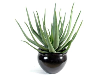 PEGANE  Plante artificielle haute gamme Sp&eacute;cial ext&eacute;rieur / Aloevera artificielle - Dim : 55 x 30 cm