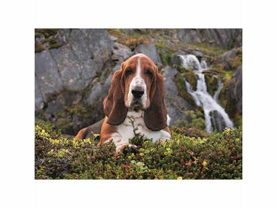 CLEMENTONI  puzzle QG - Charlie Brown 1000 pi&egrave;ces 