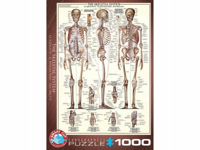 EUROGRAPHICS  Skeletal System (Chart) Puzzle (1000-Piece)