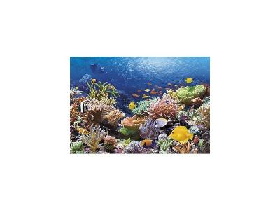 CASTORLAND  Poissons de corail, puzzle 1000 pi&egrave;ces - - Puzzle