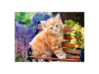 CASTORLAND  Gingembre chaton Puzzle 180 pi&egrave;ces - - Puzzle