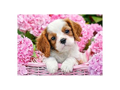 CASTORLAND  Pup in Pink Flowers, puzzle 180 parties - - Puzzle