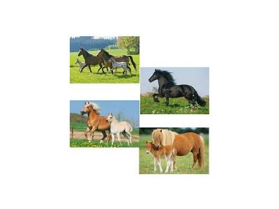 SCHMIDT SPIELE  - Puzzle 26 et 48 pi&egrave;ces - Coffret 4 puzzles : Chevaux