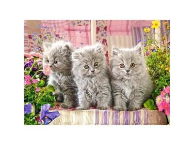  Castorland- Three Grey Kittens, Puzzle 300 Teile, B-030330, color&eacute;