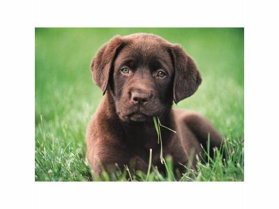  Clementoni puzzle High Quality- Labrador 500 pi&egrave;ces 