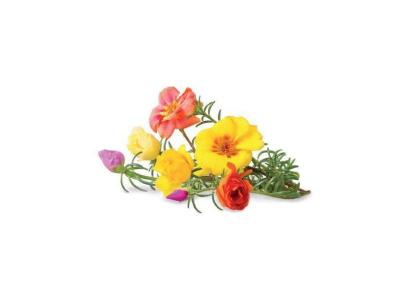  Click & Grow Pourpier fleuri / 3-pack &ndash; Capsules de fleurs d&eacute;coratives pour jardin d&rsquo;int&eacute;rieur 