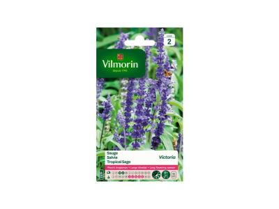 VILMORIN  Sauge bleue Victoria