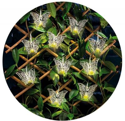 COLE & BRIGHT Cole & Bright - Guirlande led int&eacute;rieur ext&eacute;rieur Judy Papillon