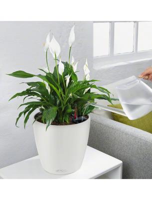 LECHUZA Classico Color 21 - Kit Complet, Blanc &Oslash; 21 X 20