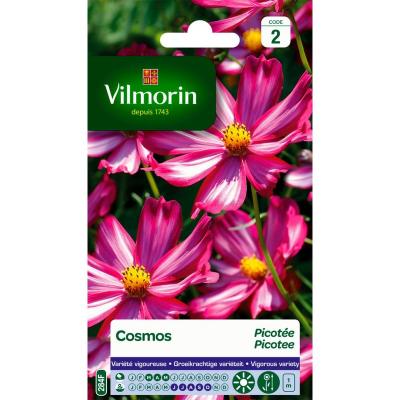 VILMORIN  Cosmos Picot&eacute;e p&eacute;tales blancs bordes rouge