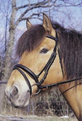 COVALLIERO Kerbl 32172 Bridon Standard En Cuir Pour Demi-Sang (Noir)